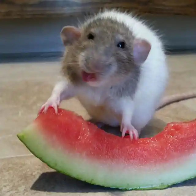 Dog Discovers Corn On The Cob