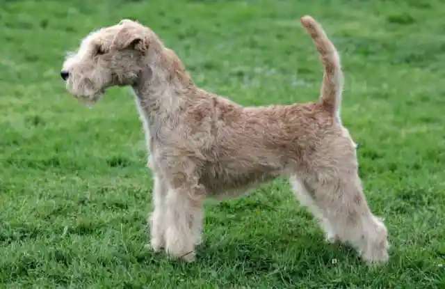 Lakeland Terrier – $2,000