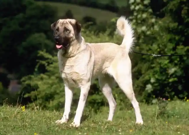 Anatolian Shepherd – $1,200