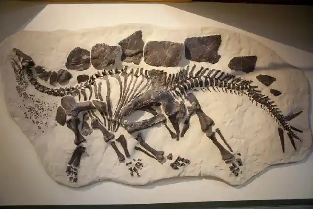 Dinosaur Fossils 