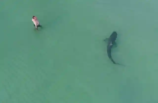 Shark Near Man