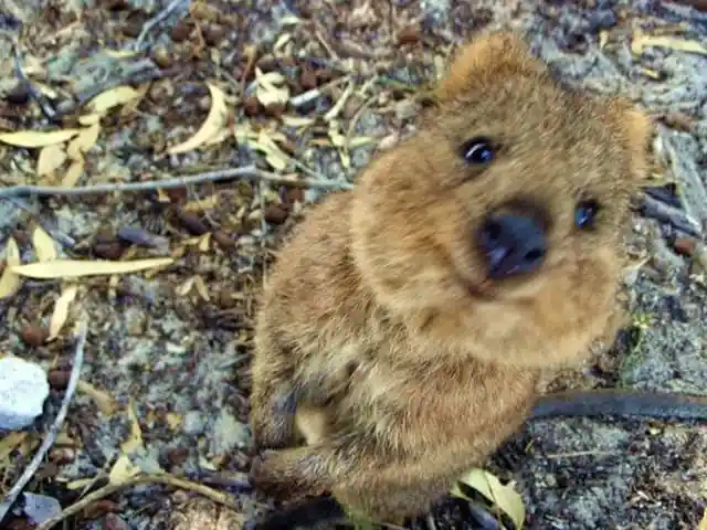 A Day in Quokka’s Life