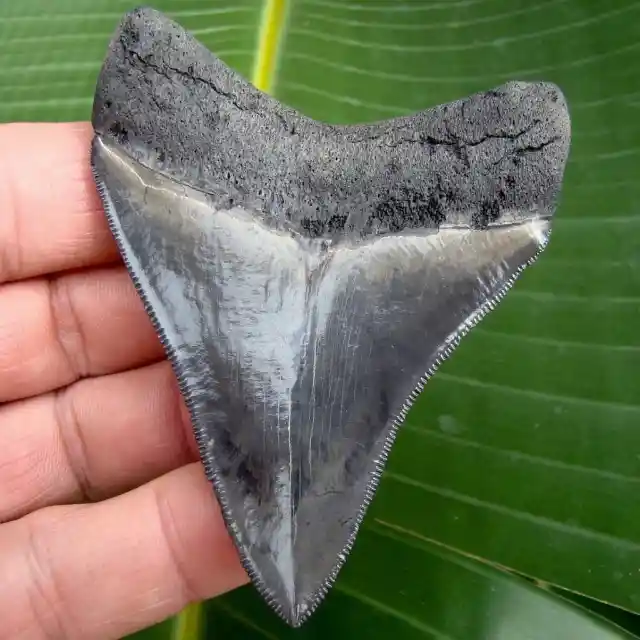 13. Megalodon Tooth