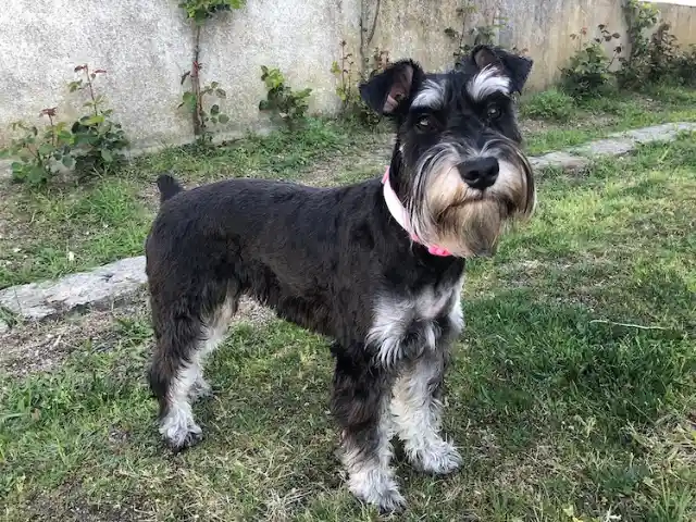 Miniature Schnauzer