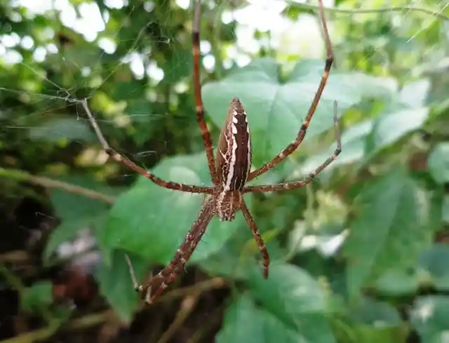 Indiana: Kissing Bug