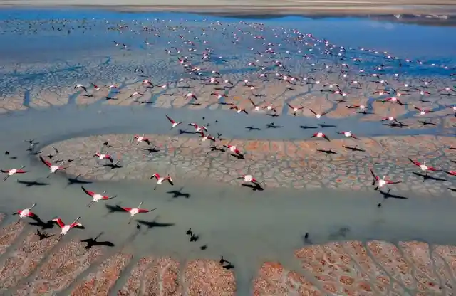 Flock Of Flamingos