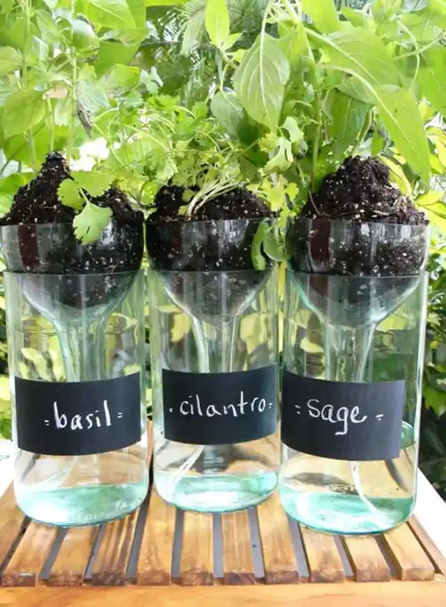 15. Transparent Bottle Planter