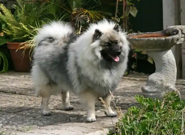 Keeshond