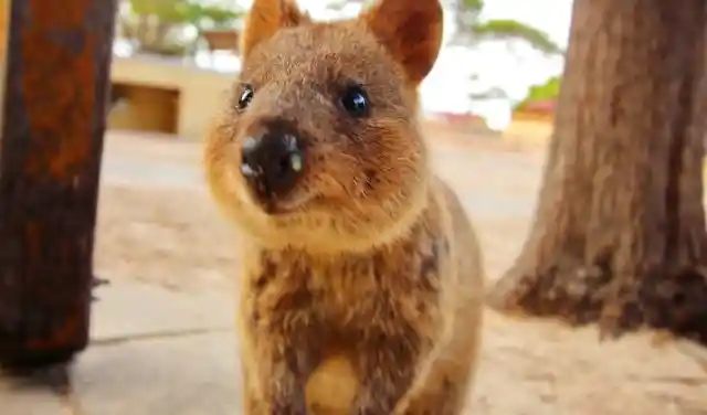 Here’s Why You Should Consider Adopting A Quokka As Your Next Pet