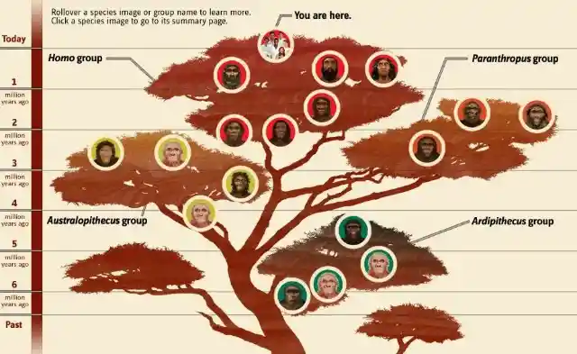 There Were Many Species Of Early Humans