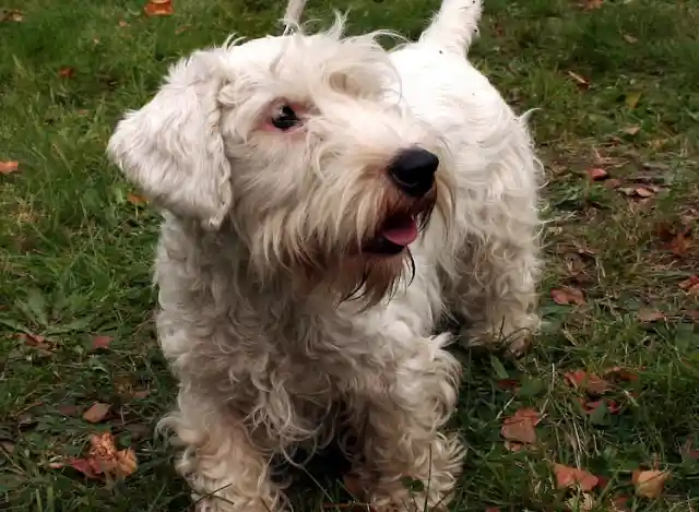 Irish Terrier