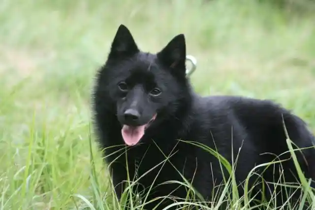 Schipperke