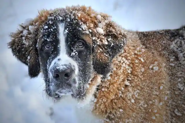 Afghan Hound