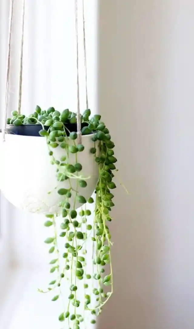 String of Pearls