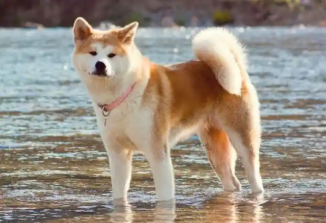 Akita – $6,500