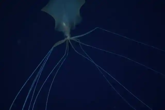 Bigfin Squid