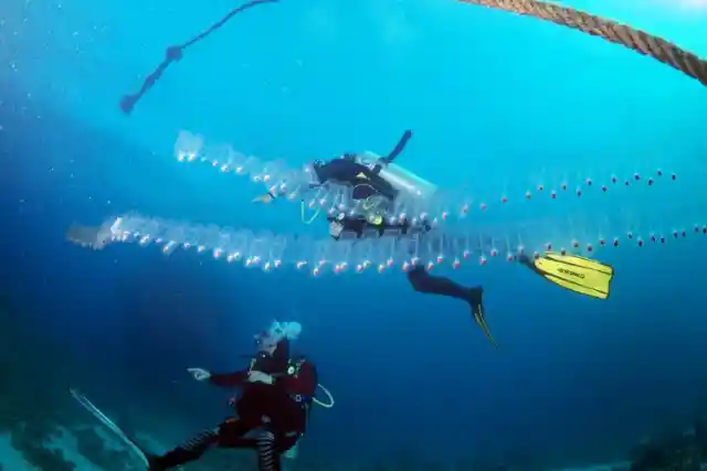 Giant Siphonophore