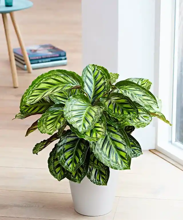 Calathea