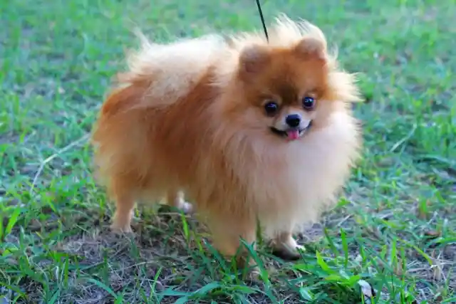 Pomeranian – $3,000