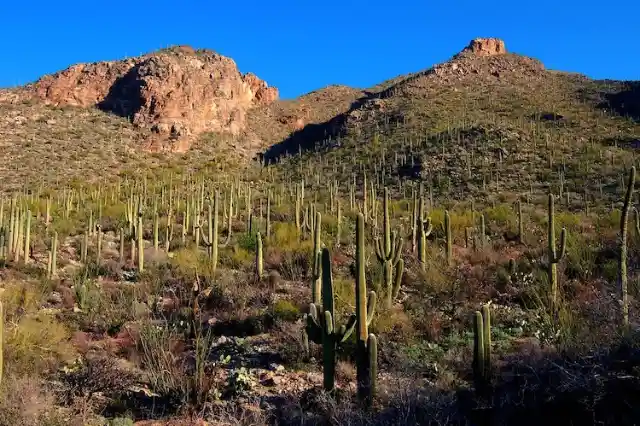 Liberal:  Tucson, Arizona