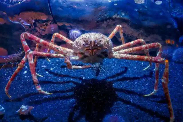 Japanese Spider Crab