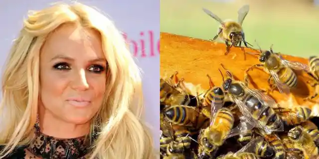 Britney Spears – Allergic to Bee Stings