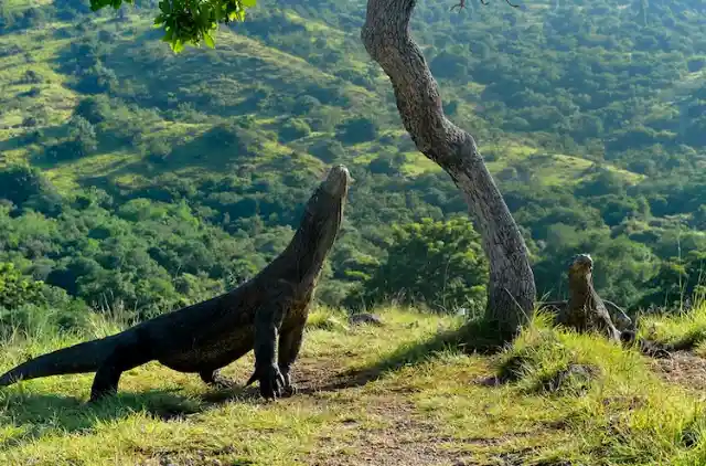 Komodo Island, Indonesia – 50,000 Tourists Per Year