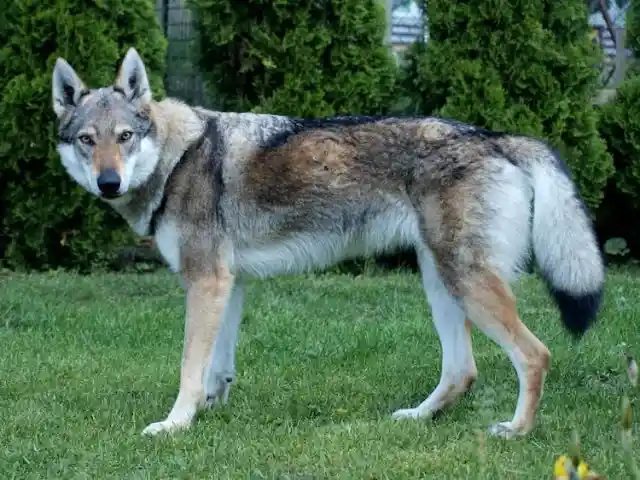 Czechoslovakian Wolfdog – $1,500