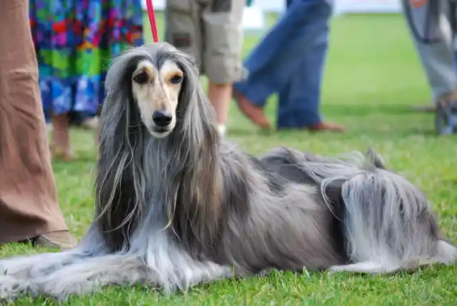 Afghan Hound – $5,000