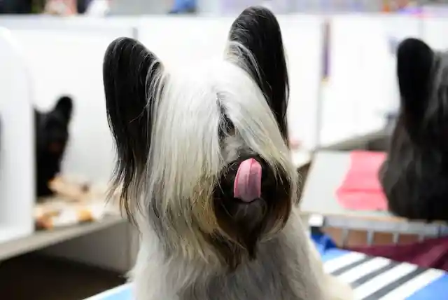 Skye Terrier