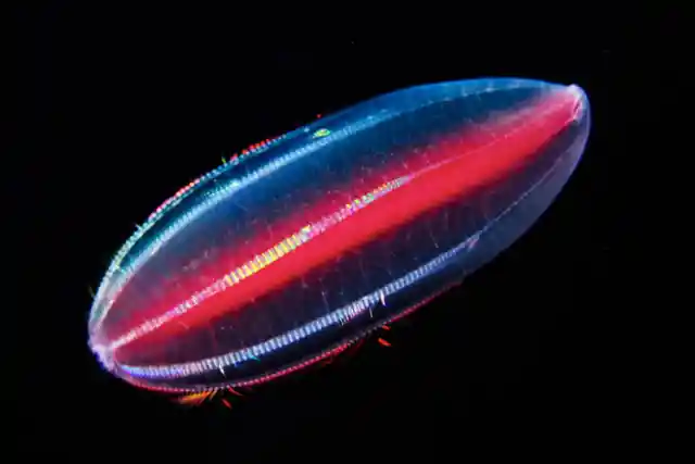 Comb Jellies