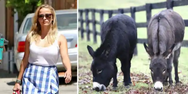 Reese Witherspoon’s Miniature Donkeys