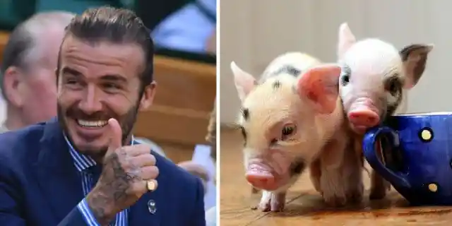 David Beckham’s Micropigs