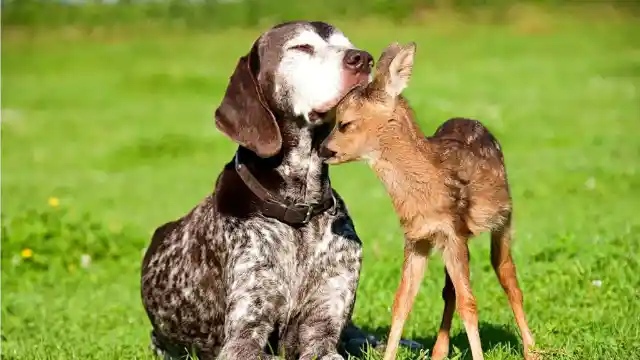 These Dogs Absolutely Adore Their Baby Animal Friends