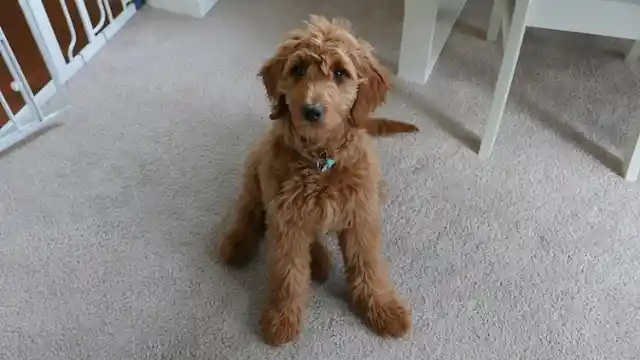 Goldendoodle