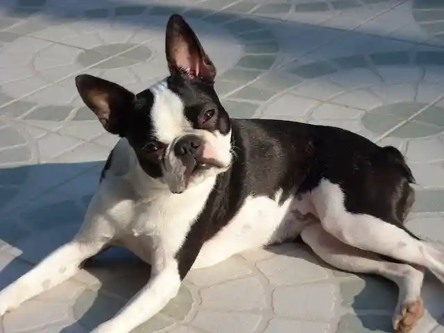 Boston Terrier