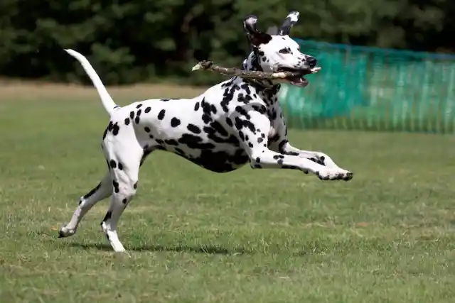 Dalmatian – $1,600