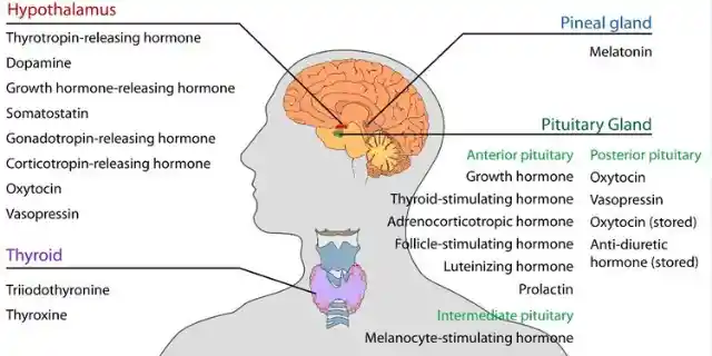 1971: Hormone Mechanisms