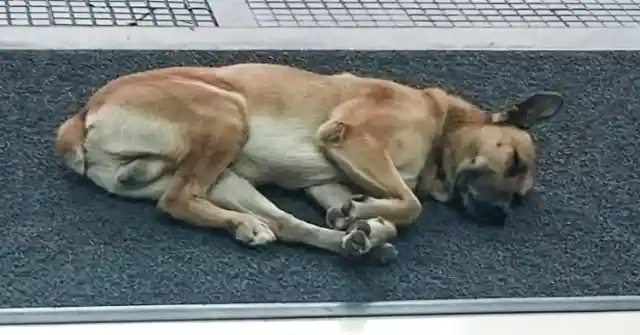 Dog Visits Airport Daily For 6 Months Until Staff Figures Out The Real Situation