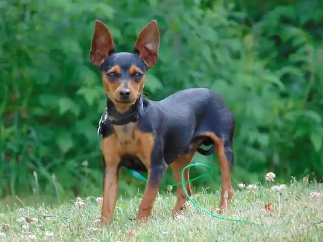 Miniature Pinscher – $3,500