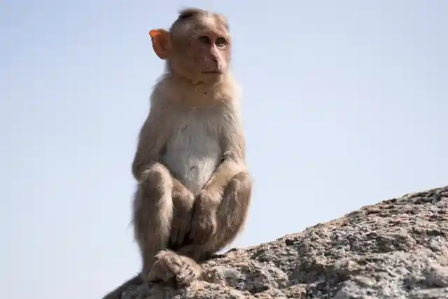 The Monkey Of Hartepool, England