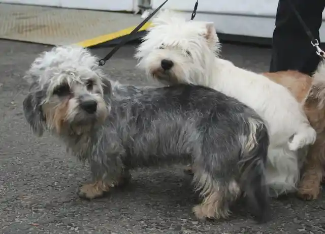 Dandie Dinmont Terrier