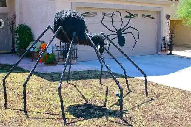 A Giant Spider!