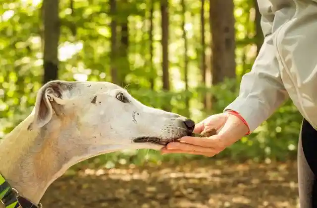 Dogs Have The Ability To Detect Cancer