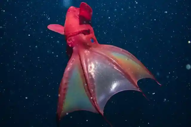 Vampire Squid