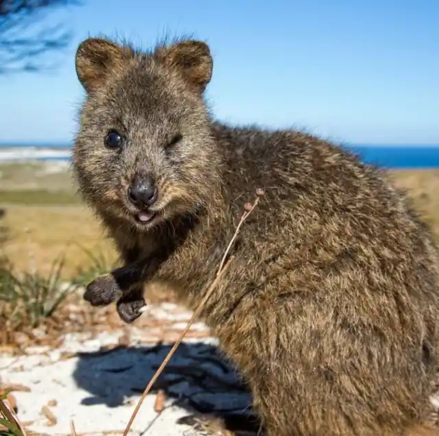 Rottnest Population