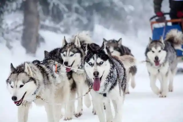 3. Husky Sleds