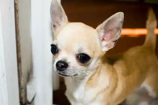 Chihuahua