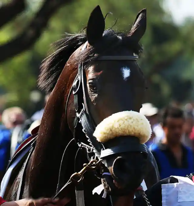 There Will Never Be Another Racehorse Like Secretariat