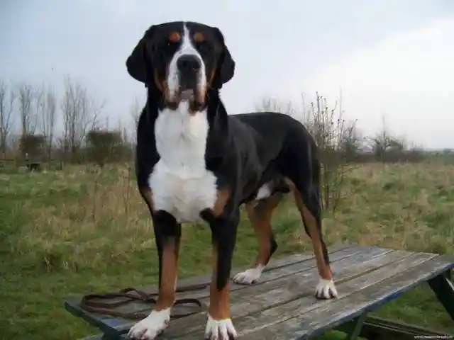 Greater Swiss Mountain Dog – $4,000